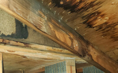 The Dangers of Mold and Moisture in Attics (and How Ventilation Helps Prevent Them)